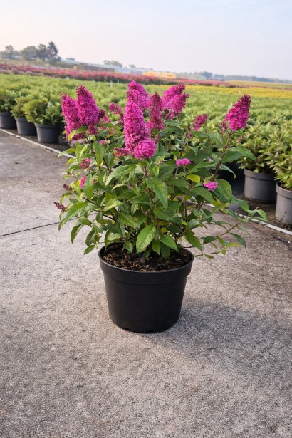 Buddleja davidii BC Little Ruby в горщику п9, р9